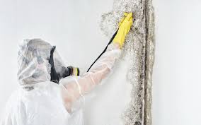 Best Mold Documentation for Insurance Claims  in Baltic, CT